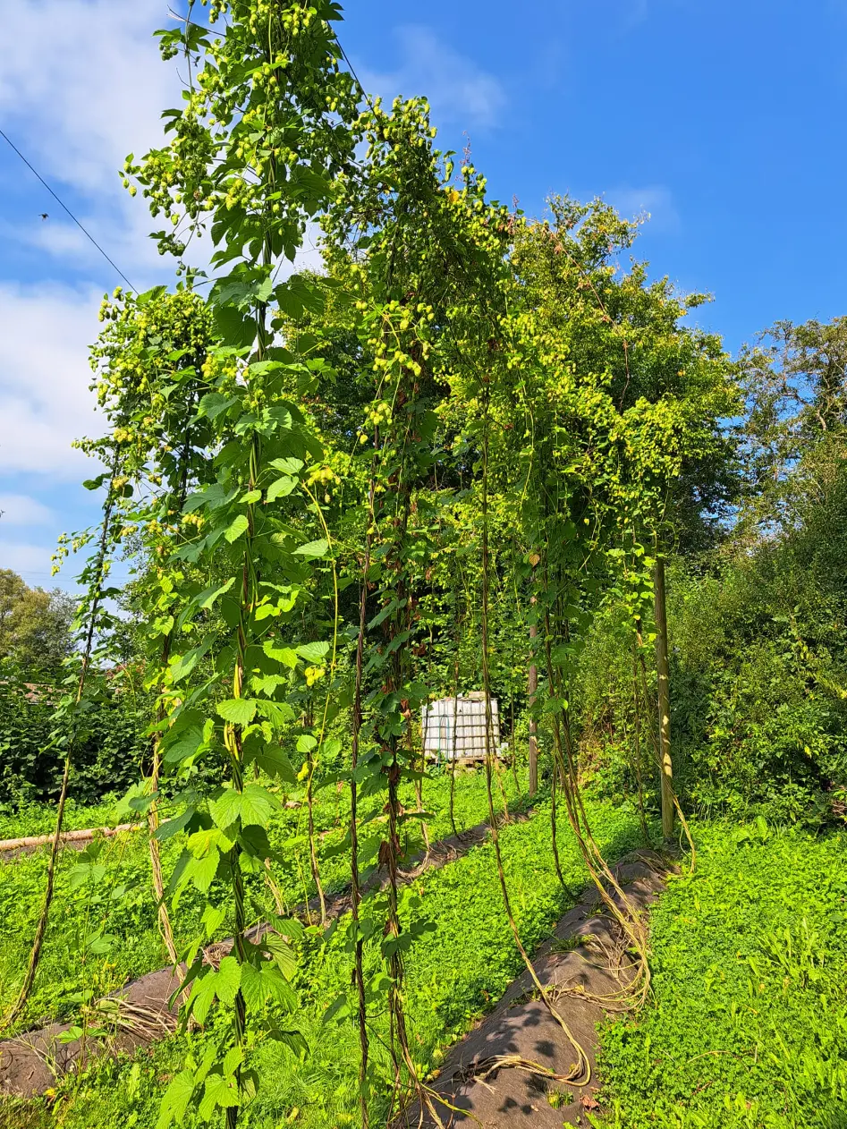 Notre houblonnière au jardin, perches couvertes de cônes de houblon